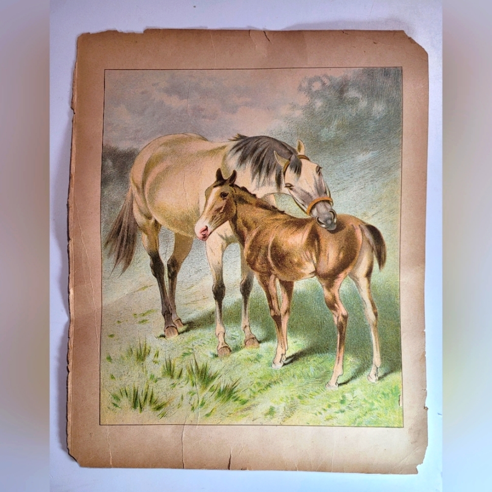 1892 Victorian Illustration Horse & Foal from Fur Coats and Feather Frocks Book